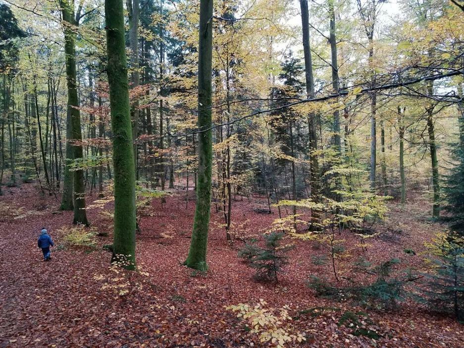 L'Enchantraine - Gite Tout Confort Et Tarif Tout Inclus - Appartement Spacieux Et Accueillant Sur Épinal Exteriör bild